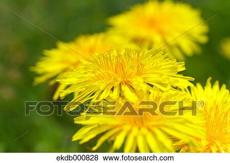 Dandelion flowers View Large Photo Image Stock Photo - Dandelion flowers. Fotosearch