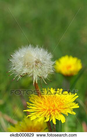 Stock Photo - Dandelion flowers. Fotosearch