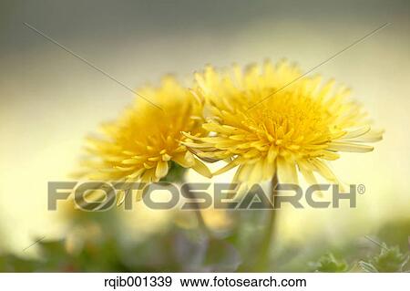 Dandelion flowers View Large Photo Image Stock Photo - Dandelion flowers. Fotosearch