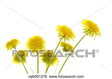 Dandelion flowers View Large Photo Image Stock Photograph - Dandelion flowers. Fotosearch