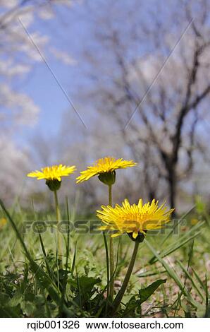 Dandelion flowers View Large Photo Image Stock Photograph - Dandelion flowers. Fotosearch