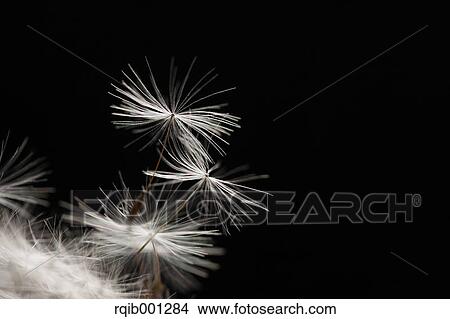 Dandelion fluff View Large Photo Image Picture - Dandelion fluff. Fotosearch