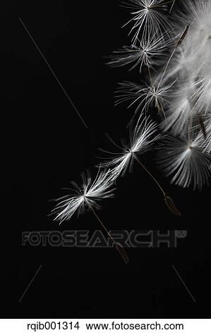 Dandelion fluff View Large Photo Image Picture - Dandelion fluff. Fotosearch