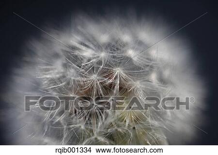 Dandelion fluff View Large Photo Image Picture - Dandelion fluff. Fotosearch