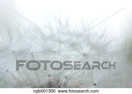 Stock Image - Dandelion fluff. Fotosearch