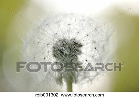 Stock Image - Dandelion fluff. Fotosearch