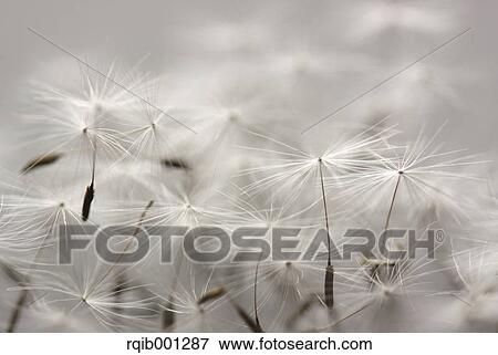 Dandelion fluff View Large Photo Image Stock Photo - Dandelion fluff. Fotosearch