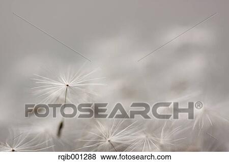 Dandelion fluff View Large Photo Image Stock Photo - Dandelion fluff. Fotosearch