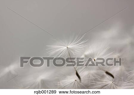 Stock Photo - Dandelion fluff. Fotosearch