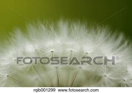 Dandelion fluff View Large Photo Image Stock Photo - Dandelion fluff. Fotosearch