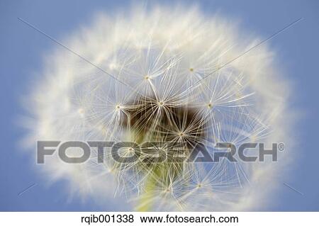 Dandelion fluff View Large Photo Image Stock Photo - Dandelion fluff. Fotosearch