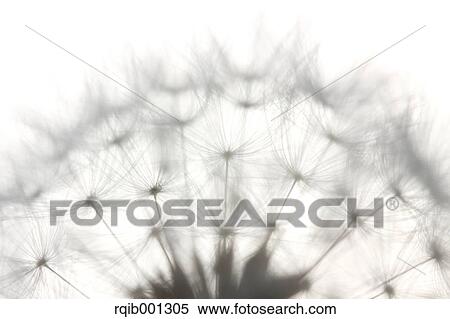 Dandelion fluff View Large Photo Image Stock Photography - Dandelion fluff. Fotosearch