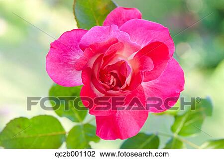 Stock Image - Dark pink rose. Fotosearch