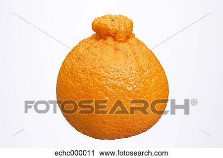 Dekopon fruit View Large Photo Image Stock Image - Dekopon fruit. Fotosearch