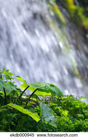 Doryu Waterfall, Yamanashi Prefecture View Large Photo Image Stock Photography - Doryu Waterfall, Yamanashi Prefecture. Fotosearch
