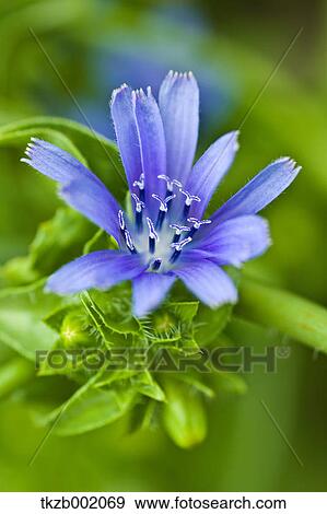 Endive flower View Large Photo Image Stock Photo - Endive flower. Fotosearch