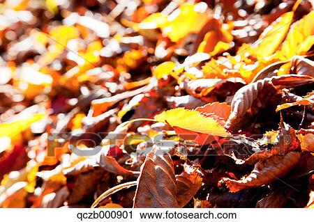 Stock Image - Fallen leaves. Fotosearch