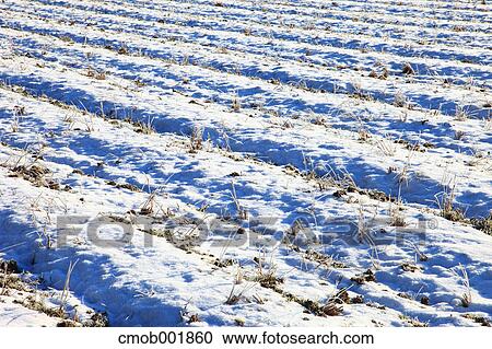 Field covered with snow in Nantan, Kyoto Prefecture View Large Photo Image Stock Image - Field covered with snow in Nantan, Kyoto Prefecture. Fotosearch