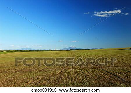 Field in Ozora, Hokkaido View Large Photo Image Stock Image - Field in Ozora, Hokkaido. Fotosearch