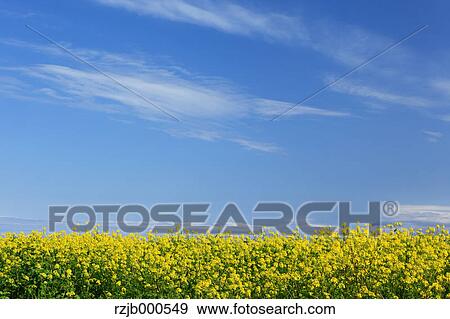 Field mustard flowers and blue sky with clouds, Hokkaido View Large Photo Image Stock Photo - Field mustard flowers and blue sky with clouds, Hokkaido. Fotosearch