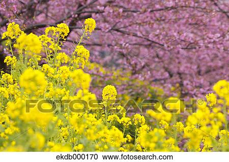 Field mustard flowers and cherry blossoms View Large Photo Image Stock Image - Field mustard flowers and cherry blossoms. Fotosearch