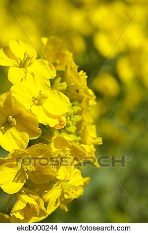 Field mustard flowers View Large Photo Image Picture - Field mustard flowers. Fotosearch