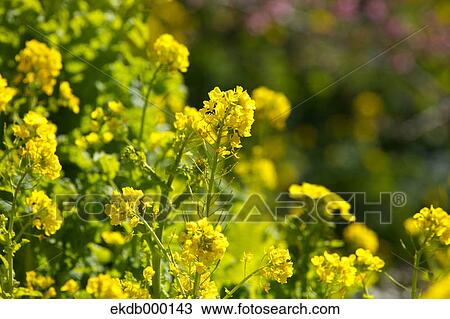 Field mustard flowers View Large Photo Image Stock Image - Field mustard flowers. Fotosearch