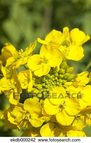 Stock Image - Field mustard flowers. Fotosearch