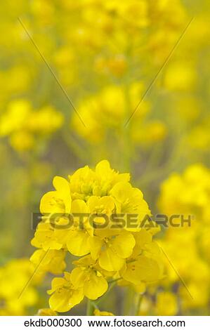 Stock Image - Field mustard flowers. Fotosearch