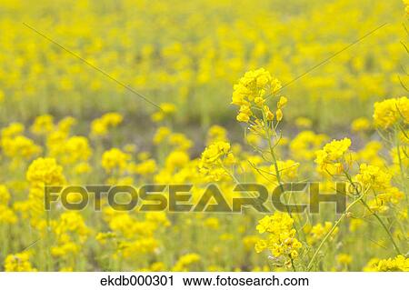Stock Image - Field mustard flowers. Fotosearch