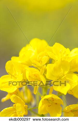 Field mustard flowers View Large Photo Image Stock Photo - Field mustard flowers. Fotosearch