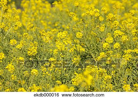 Stock Photograph - Field mustard flowers. Fotosearch
