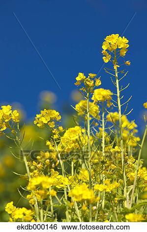 Stock Photograph - Field mustard flowers. Fotosearch