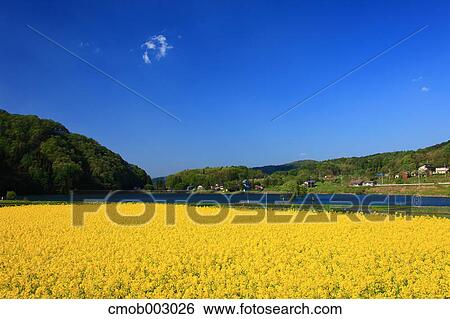 Flower field and blue sky in Chumo, Nagano Prefecture View Large Photo Image Stock Photograph - Flower field and blue sky in Chumo, Nagano Prefecture. Fotosearch