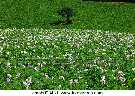 Flower field in Abashiri, Hokkaido View Large Photo Image Stock Image - Flower field in Abashiri, Hokkaido. Fotosearch