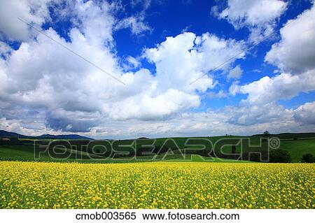 Flower field in Biei, Hokkaido View Large Photo Image Stock Photography - Flower field in Biei, Hokkaido. Fotosearch