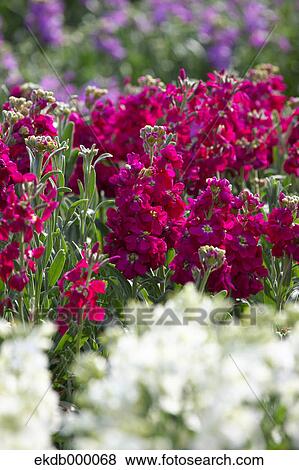 Flower field in Chikura, Chiba Prefecture View Large Photo Image Stock Photo - Flower field in Chikura, Chiba Prefecture. Fotosearch