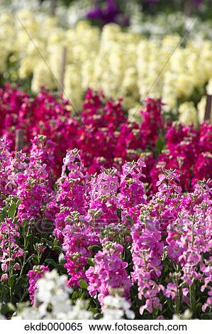 Flower field in Chikura, Chiba Prefecture View Large Photo Image Stock Photography - Flower field in Chikura, Chiba Prefecture. Fotosearch