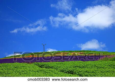 Stock Image - Flower field in Hinode Park, Hokkaido. Fotosearch