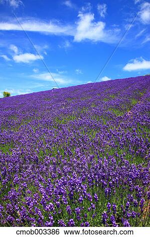 Flower field in Hinode Park, Hokkaido View Large Photo Image Stock Photograph - Flower field in Hinode Park, Hokkaido. Fotosearch