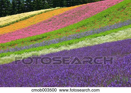 Flower field in Zerubu hills, Hokkaido View Large Photo Image Stock Image - Flower field in Zerubu hills, Hokkaido. Fotosearch