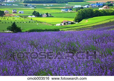 Flower field in Zerubu hills, Hokkaido View Large Photo Image Stock Photograph - Flower field in Zerubu hills, Hokkaido. Fotosearch
