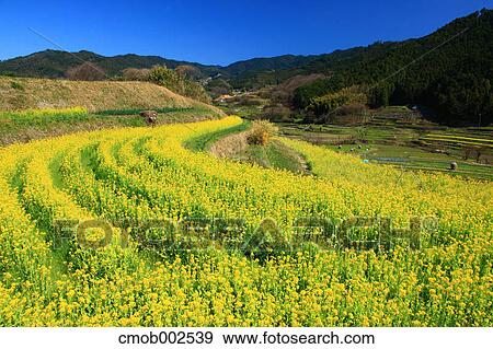 Flower garden in Asuka, Nara Prefecture View Large Photo Image Stock Photo - Flower garden in Asuka, Nara Prefecture. Fotosearch