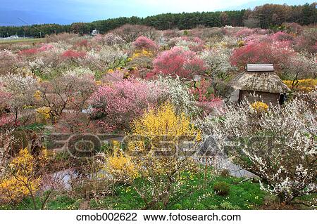 Flower garden in Minowa, Nagano Prefecture View Large Photo Image Stock Image - Flower garden in Minowa, Nagano Prefecture. Fotosearch