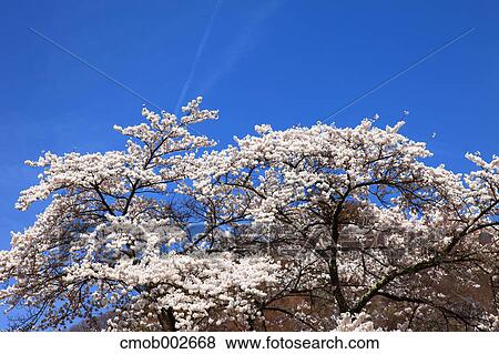 Flowers and blue sky View Large Photo Image Stock Photo - Flowers and blue sky. Fotosearch