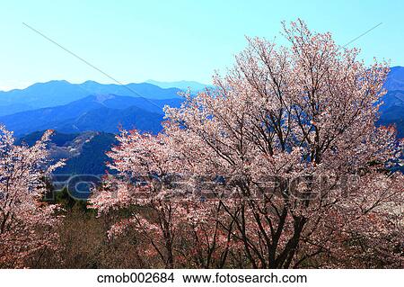 Flowers and mountains in the background in Soni village, Nara Prefecture View Large Photo Image Picture - Flowers and mountains in the background in Soni village, Nara Prefecture. Fotosearch