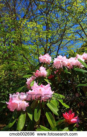 Flowers and trees View Large Photo Image Stock Photograph - Flowers and trees. Fotosearch