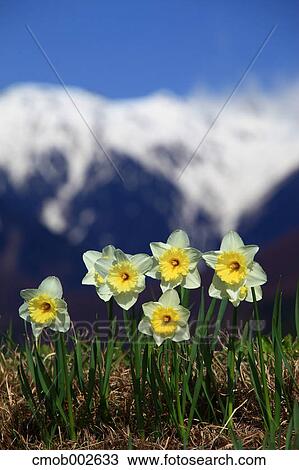 Stock Image - Flowers in Komagane, Nagano Prefecture. Fotosearch