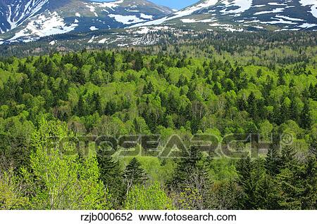 Forest, Hokkaido View Large Photo Image Stock Image - Forest, Hokkaido. Fotosearch