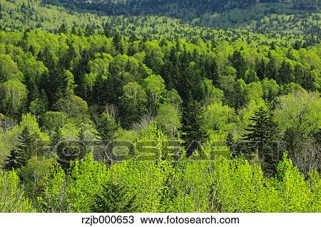Stock Image - Forest, Hokkaido. Fotosearch